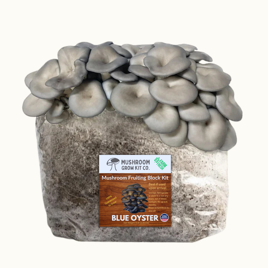 3 Pack - Premium Lion's Mane, Pink, and Blue Oyster Mushroom Fruiting Block Grow Kits - 15 LBS