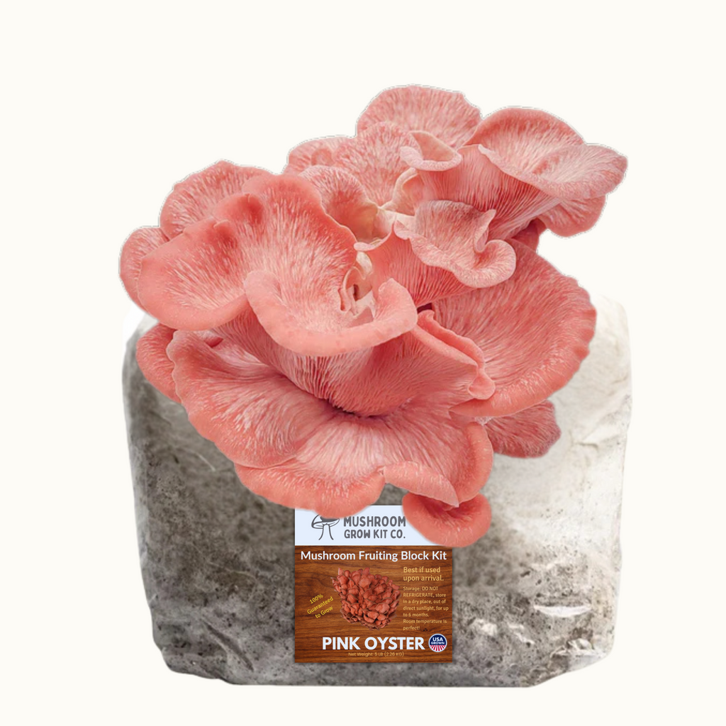 3 Pack - Premium Lion's Mane, Pink, and Blue Oyster Mushroom Fruiting Block Grow Kits - 15 LBS