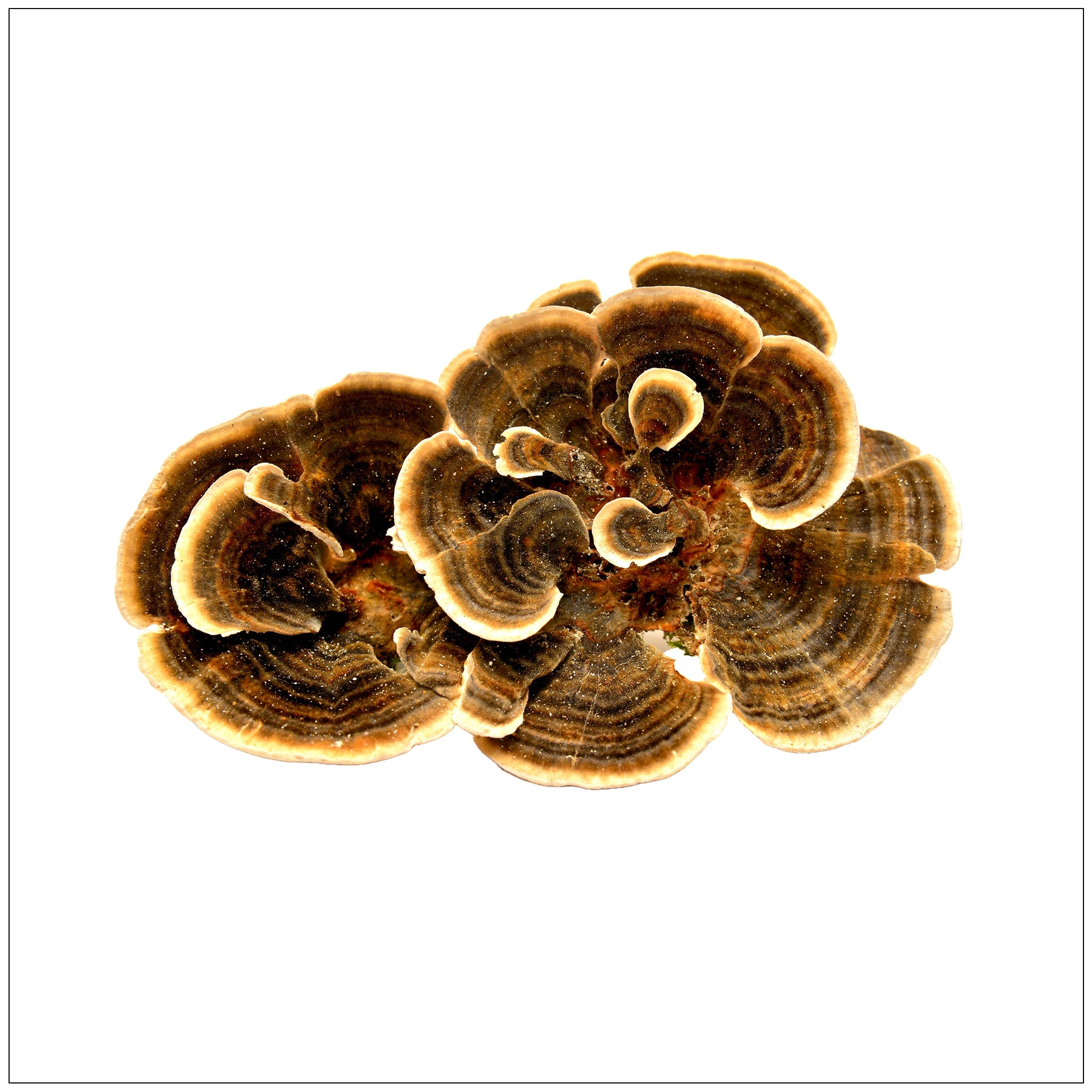 Turkey Tail Mushroom